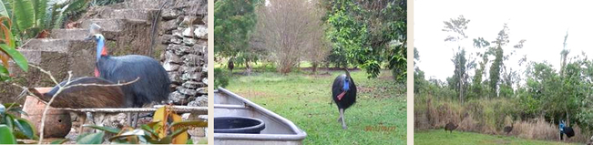 Fascinating cassowary interaction