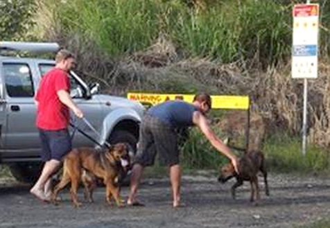 Hunting dogs off leash in cassowary country