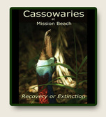 Cassowaries Recovery or Extinction