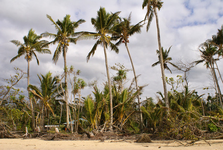Critically endangered  littoral rainforest replaced by coconut monocultre