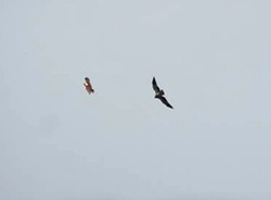 Osprey chases off 