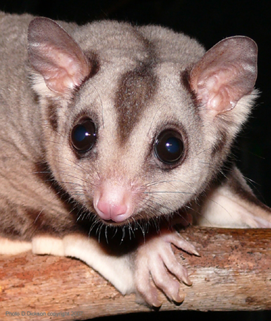 CARDWELL RESIDENT: A mahogany glider peers out from a tree hollow. Picture by Daryl Dickson.