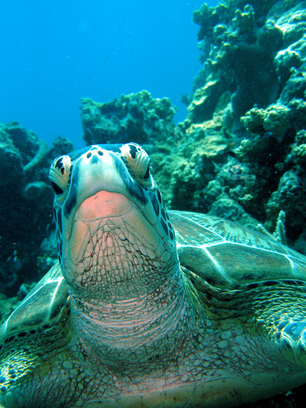 HELLO: Martin Cunningham filmed this close-up encounter with a green turtle while diving on the Reef.