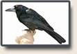  Black Butcherbird (Cracticus quoyi) 