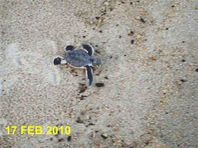 Vehicle tracks interupt turtle hatchlings ability to reach the sea.