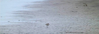 Red capped dotterels