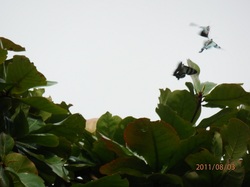 Zodiac moths mating