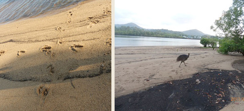 Cassowaries walk the beach every day