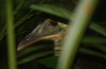 juvenile cassowary